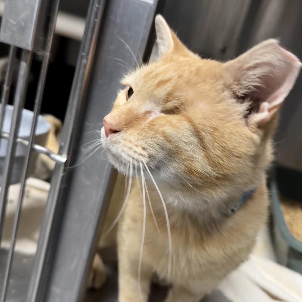 Nugget 7856, a Adoptable Domestic Short Hair in Hamilton, GA image 3/6