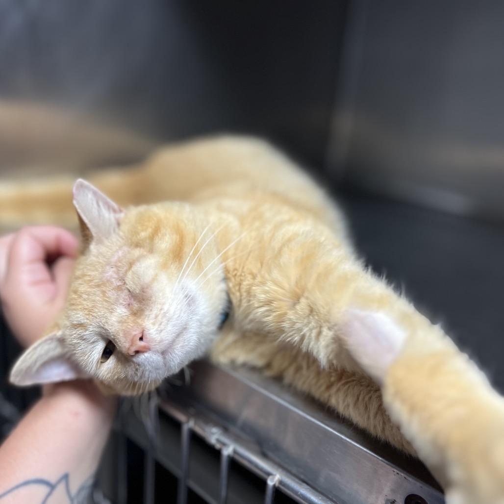 Enlarge Nugget, a Adoptable Domestic Short Hair in Hamilton, GA image 2/6