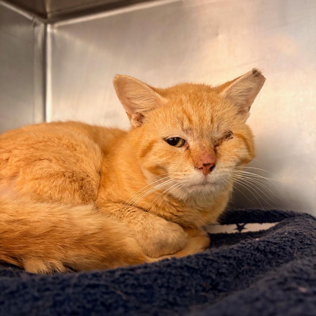 Enlarge Nugget, a Adoptable Domestic Short Hair in Hamilton, GA image 3/6