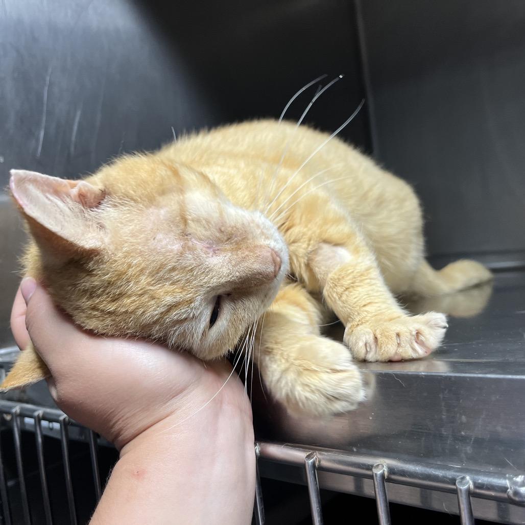 Enlarge Nugget, a Adoptable Domestic Short Hair in Hamilton, GA image 4/6