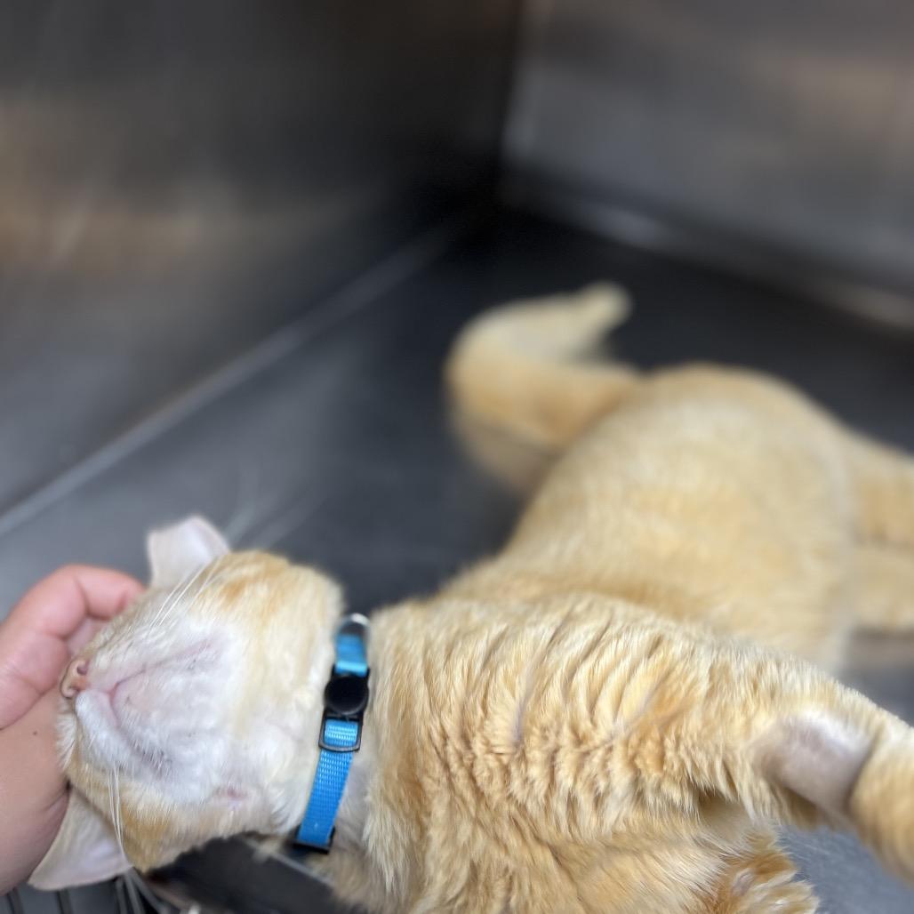 Enlarge Nugget, a Adoptable Domestic Short Hair in Hamilton, GA image 5/6