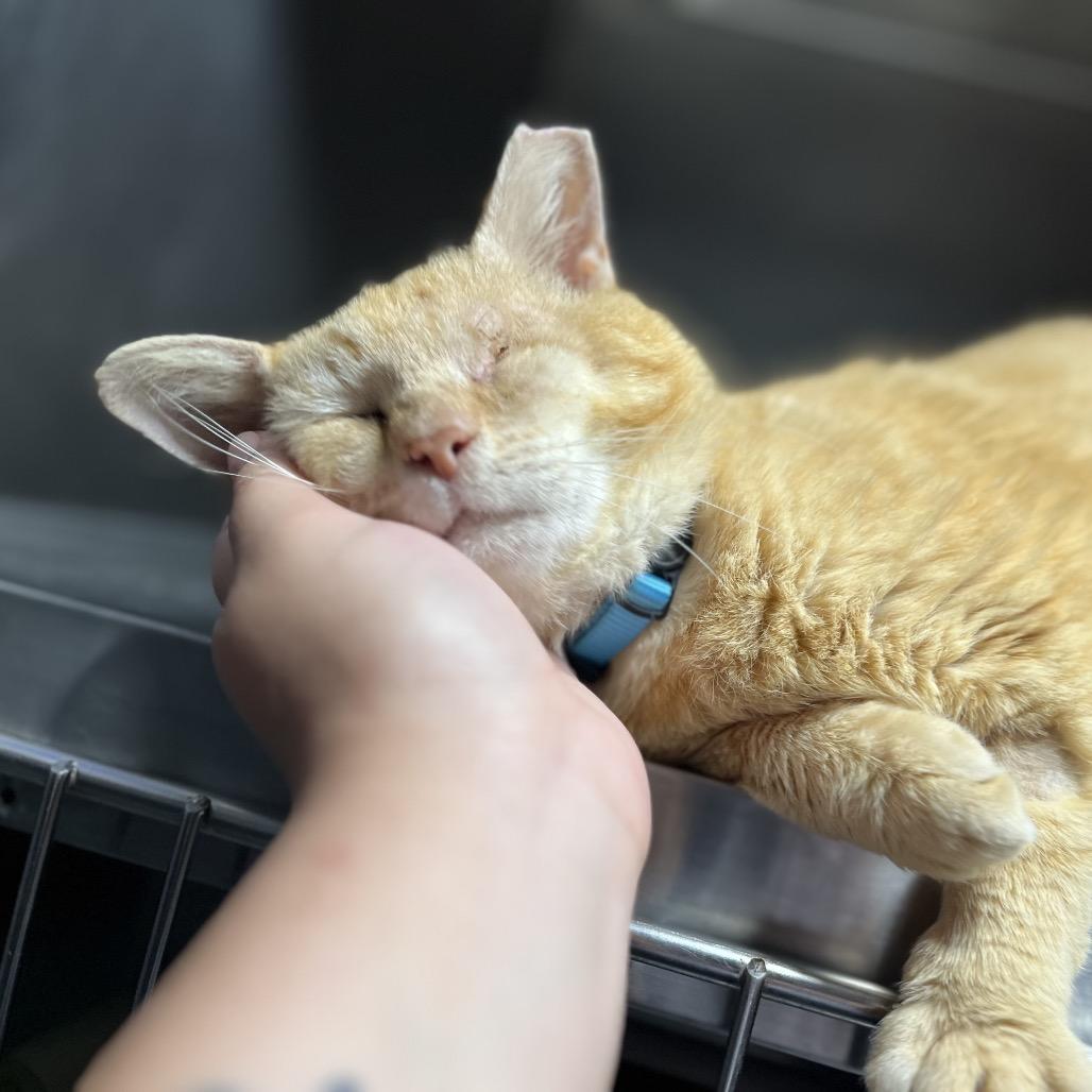 Enlarge Nugget, a Adoptable Domestic Short Hair in Hamilton, GA image 6/6