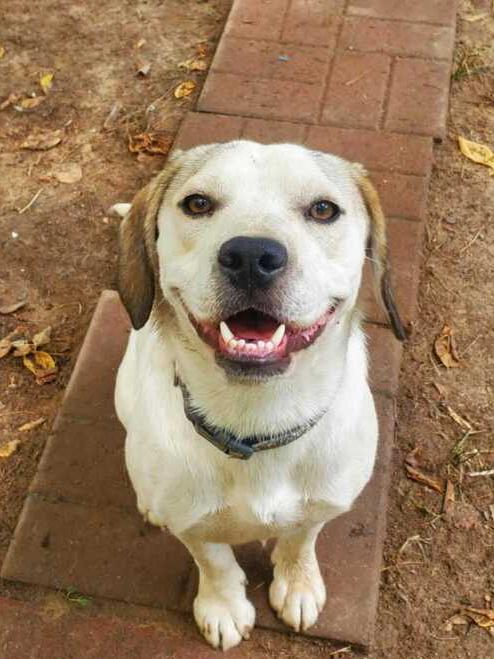 Scooby, a Adoptable mixed breed in Chattanooga, TN image 1/3