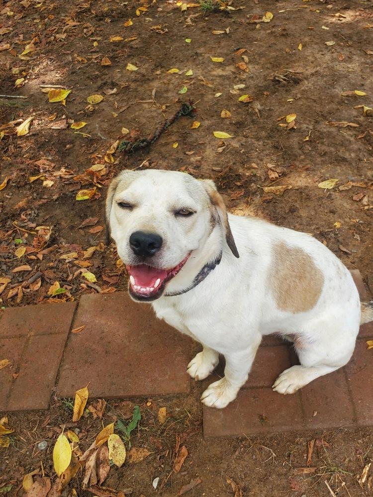 Scooby, a Adoptable mixed breed in Chattanooga, TN image 3/3