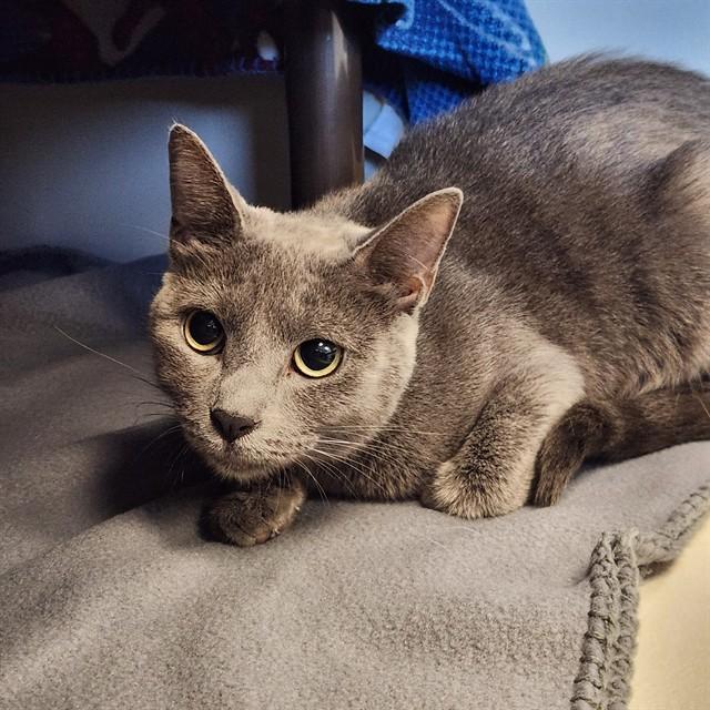 HEATHER, Adoptable, Young Female Domestic Short Hair.