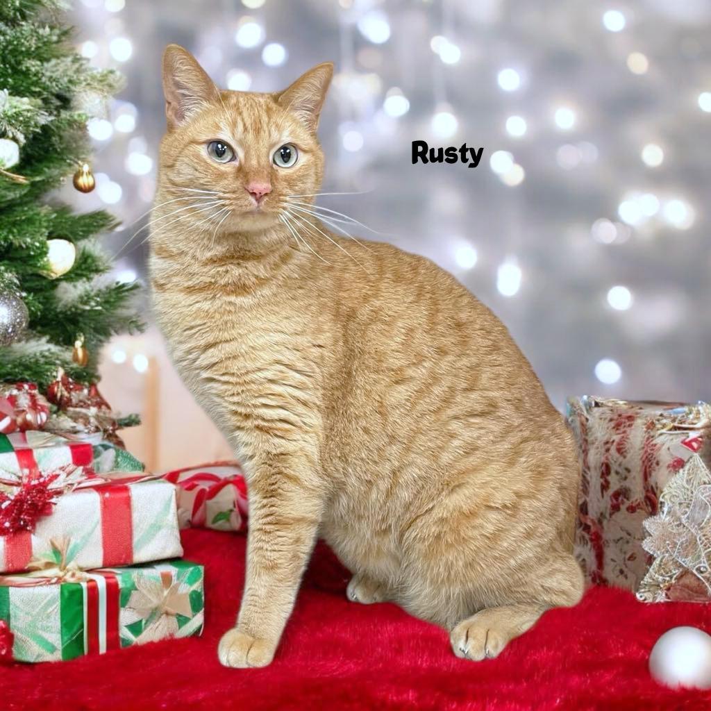 Enlarge RUSTY, a Adoptable American Shorthair in Sumter, SC image 1/1
