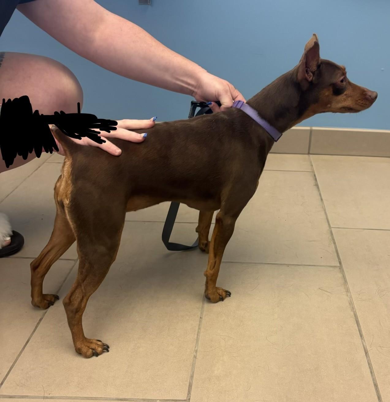 Enlarge 26-0564 "Evie", an adopted Miniature Pinscher in Leavenworth, KS image 2/2