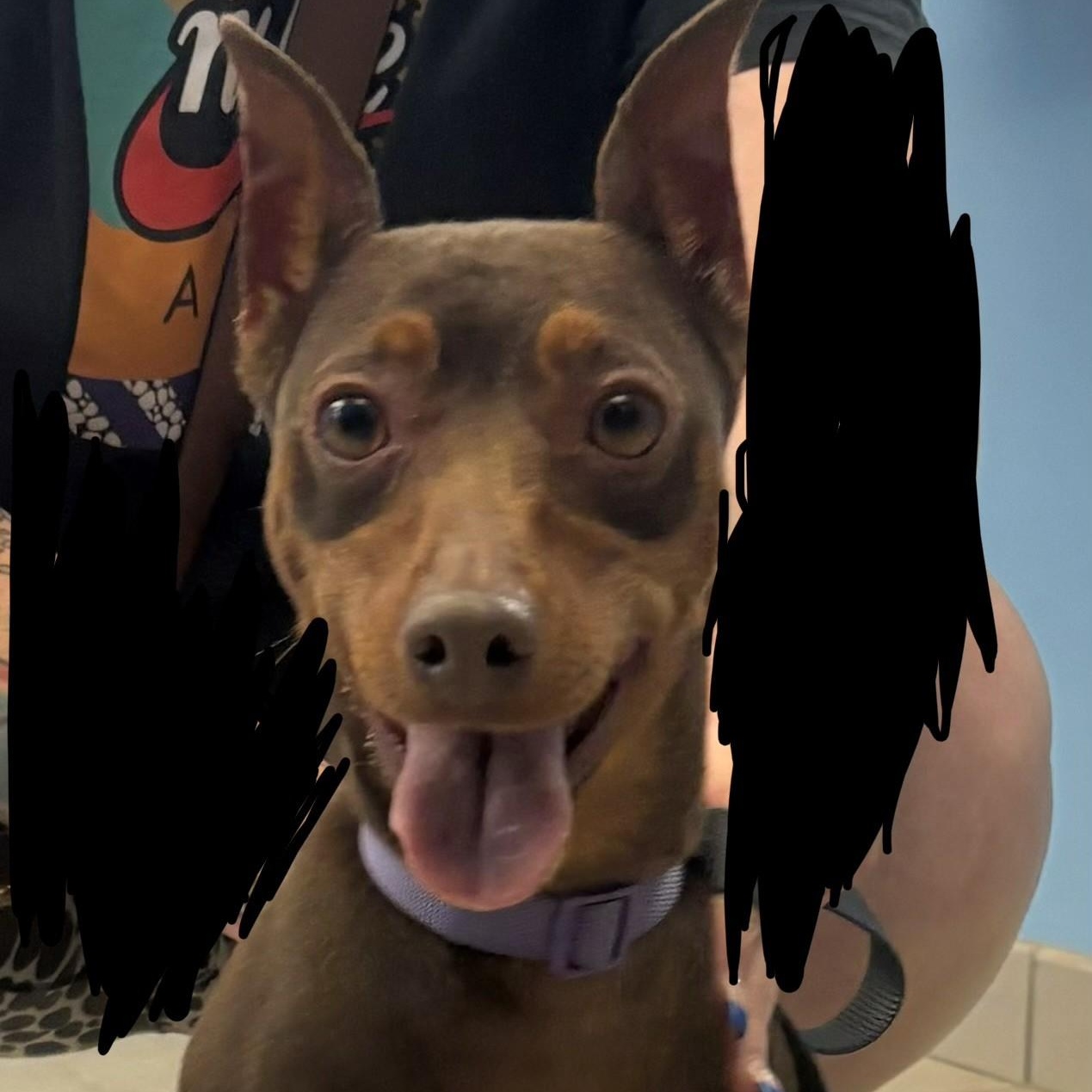 Enlarge 26-0564 "Evie", an adopted Miniature Pinscher in Leavenworth, KS image 1/2