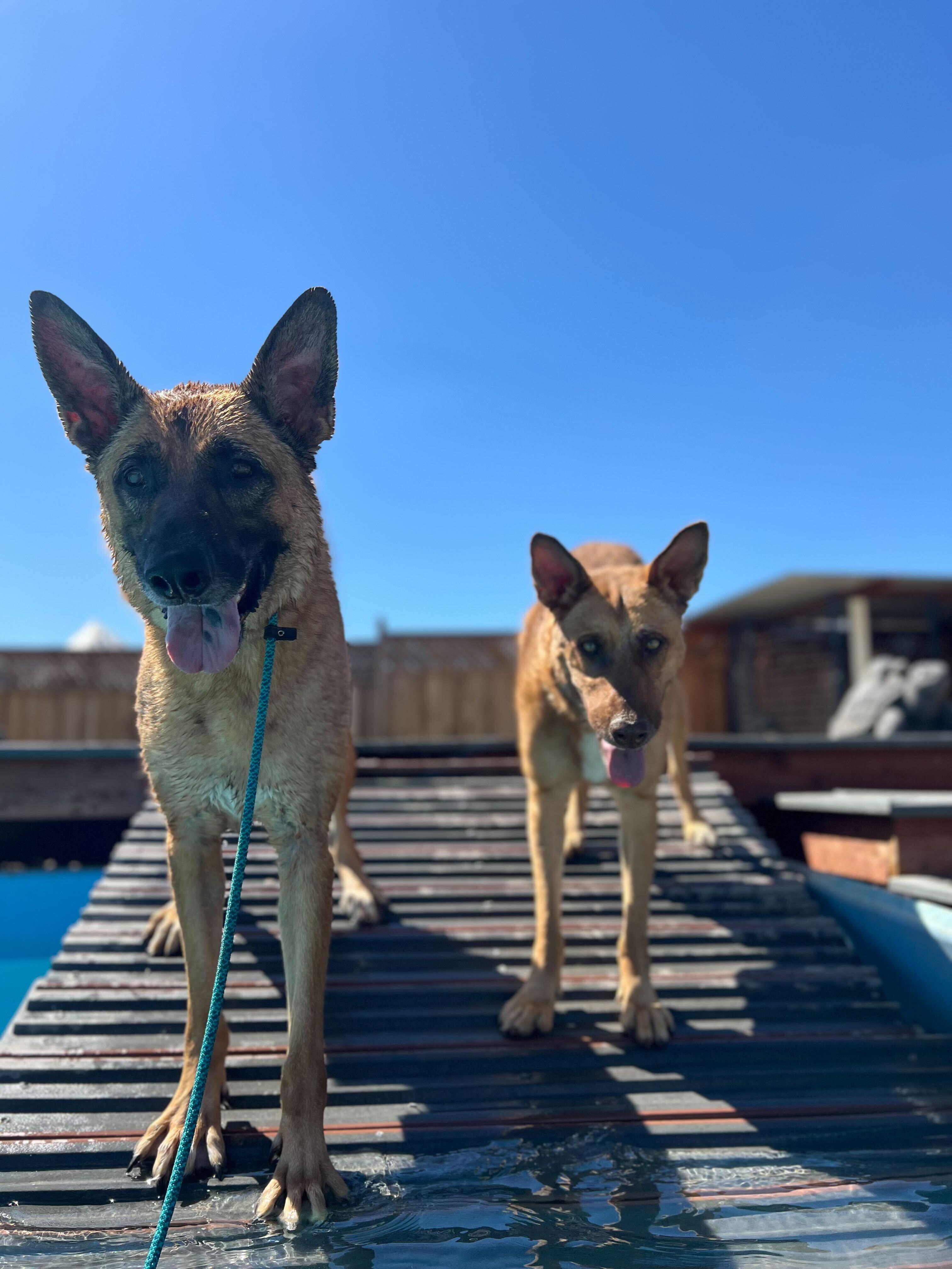 Bodhi, a Adoptable mixed breed in Los Angeles, CA image 4/5