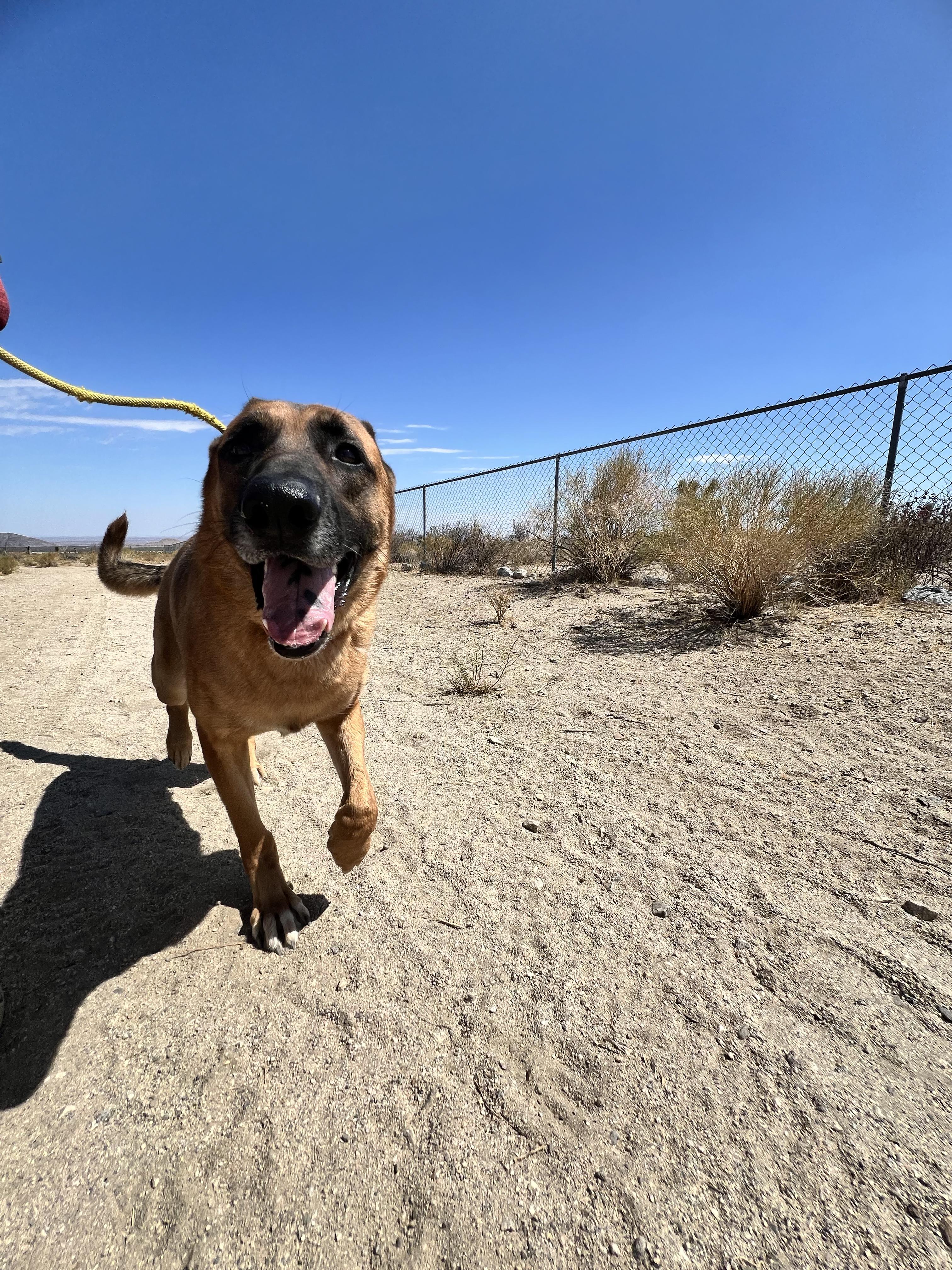 Bodhi, a Adoptable mixed breed in Los Angeles, CA image 1/5