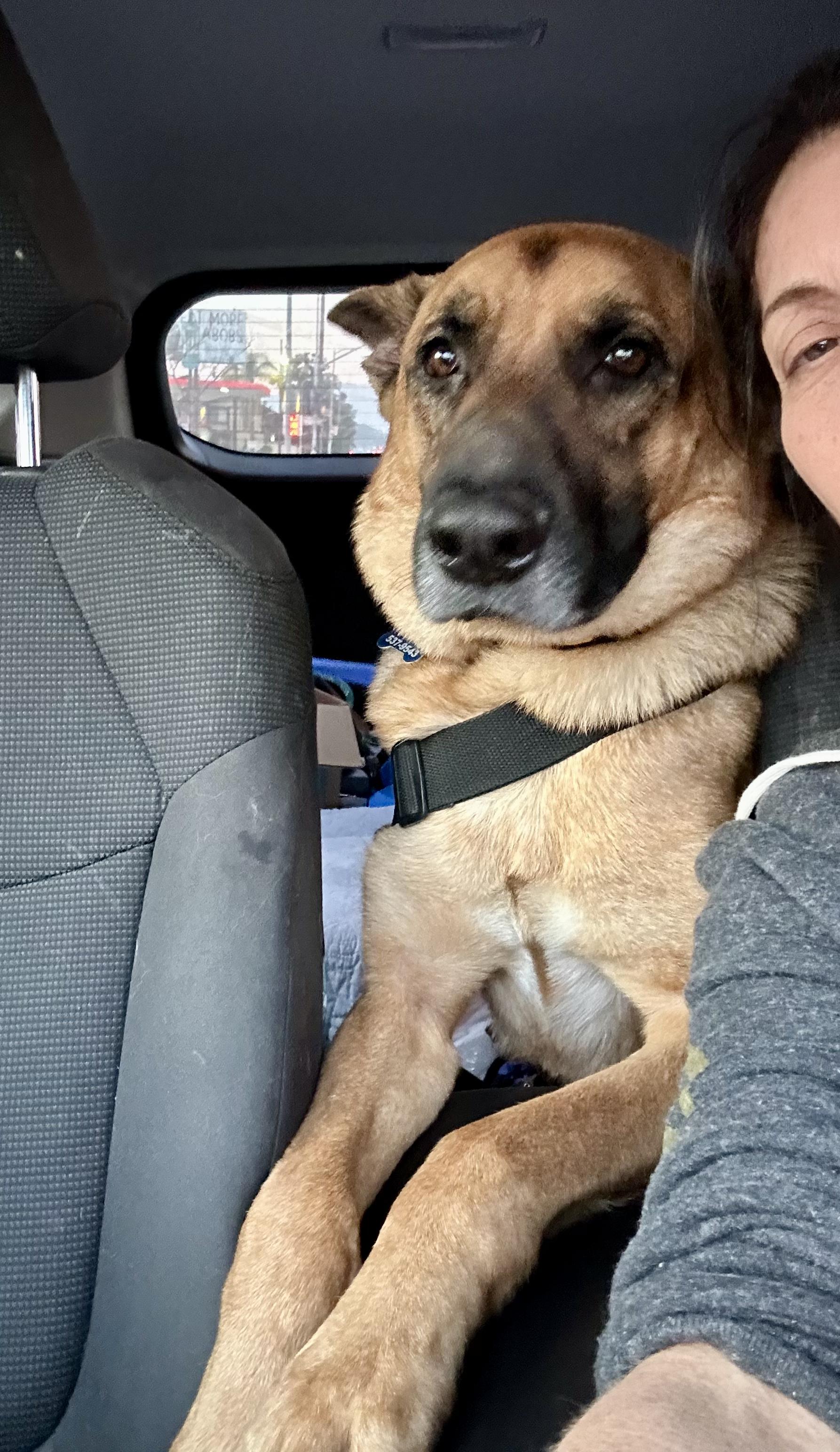 Bodhi, Adoptable, Adult Male German Shepherd Dog.