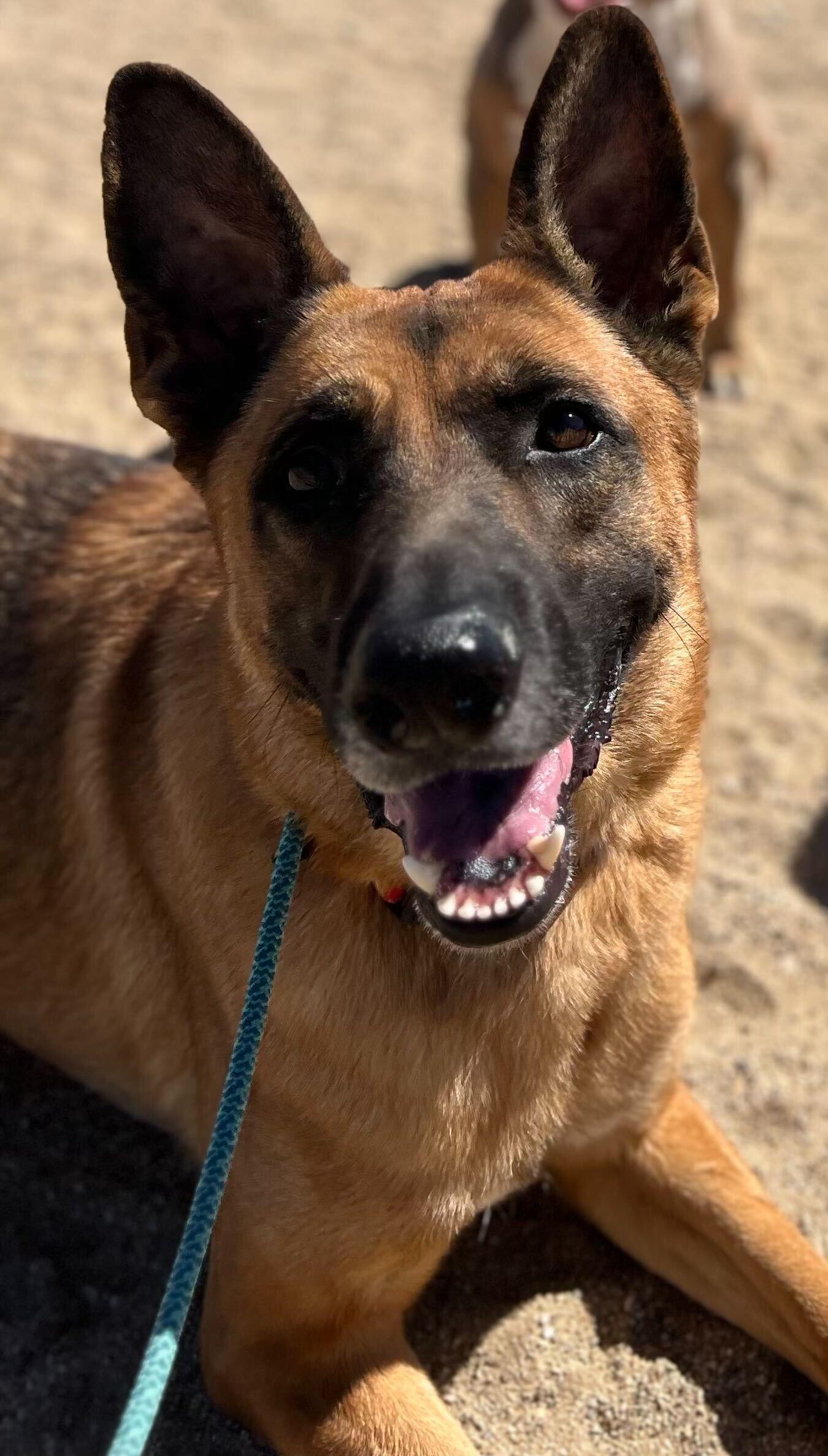 Bodhi, a Adoptable mixed breed in Los Angeles, CA image 2/5