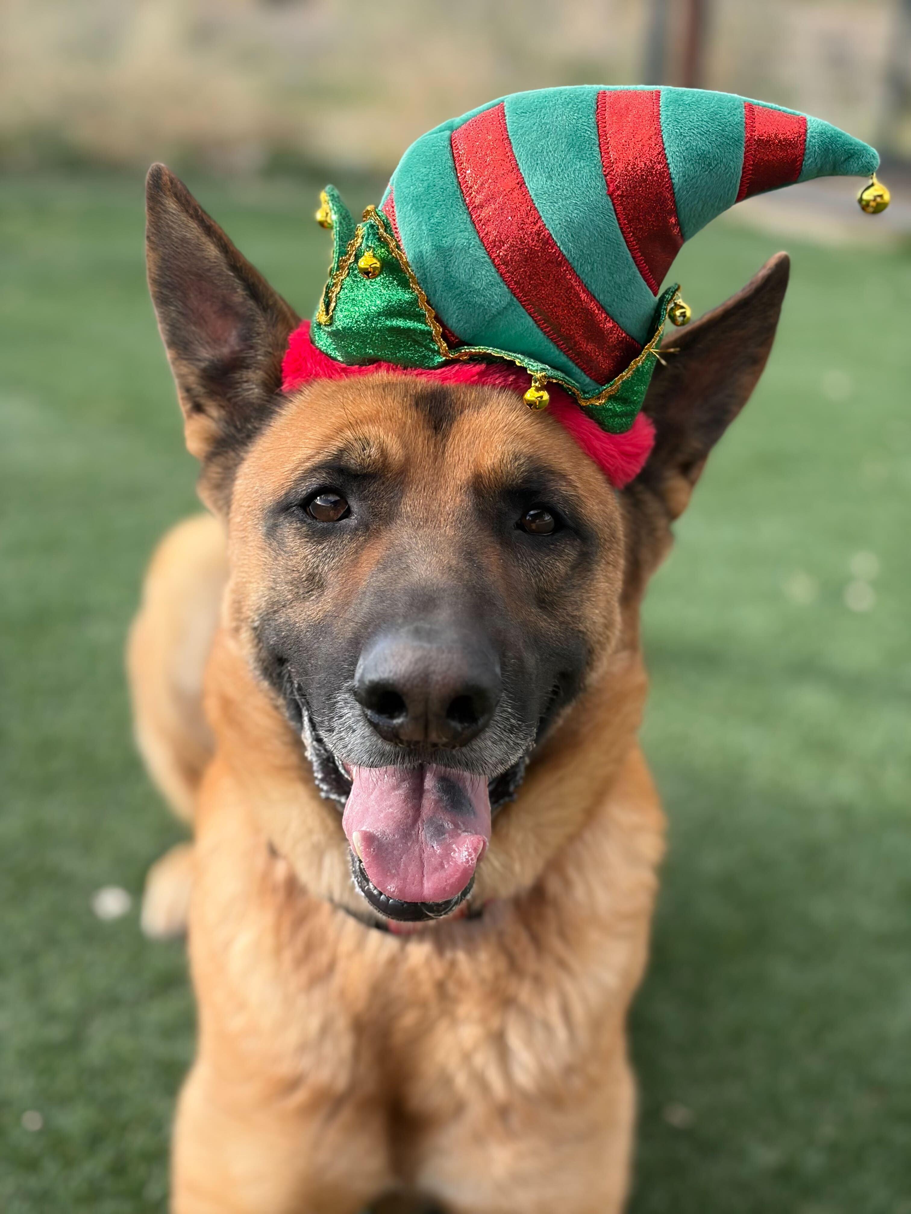 Enlarge Bodhi, a Adoptable mixed breed in Los Angeles, CA image 5/5