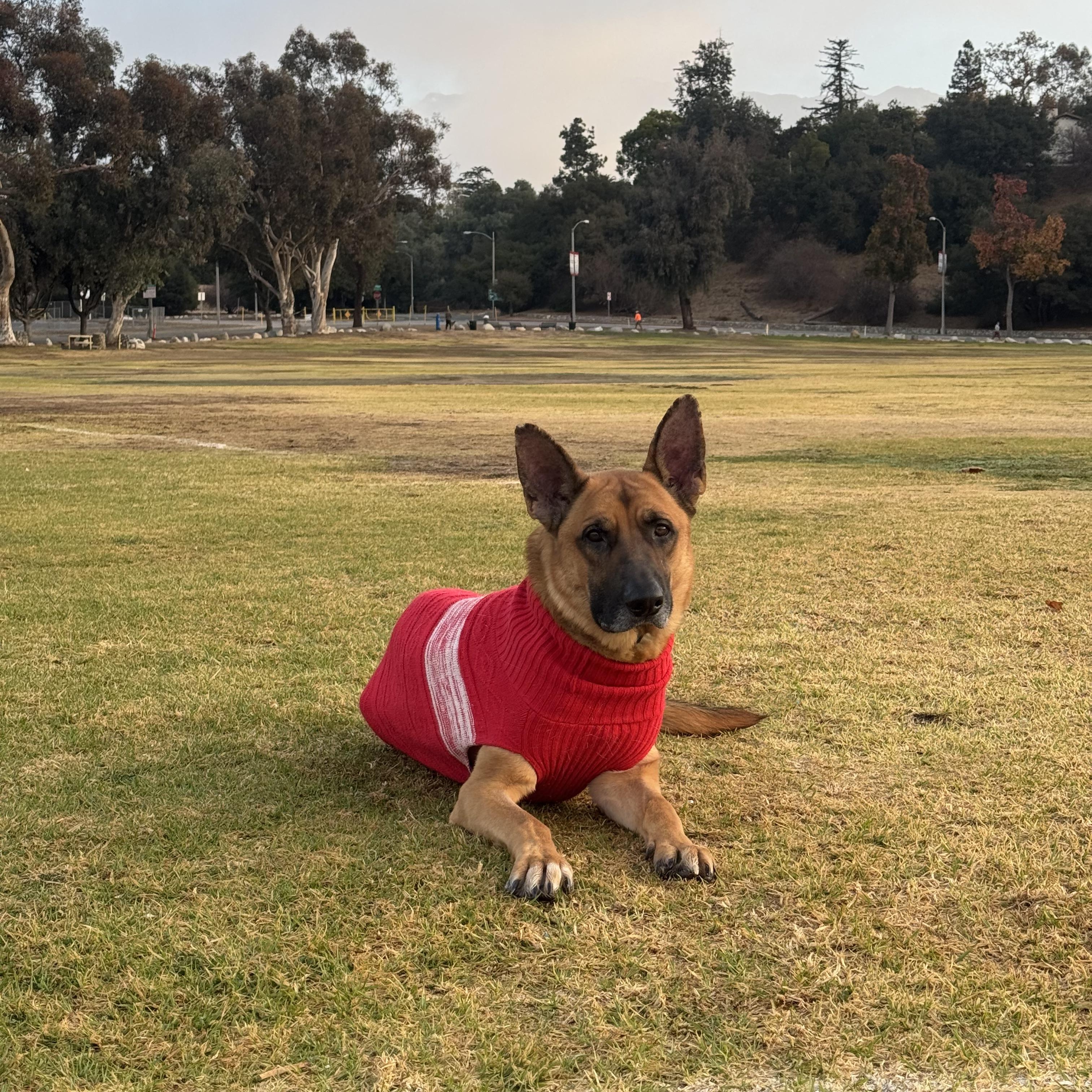Enlarge Bodhi, a Adoptable mixed breed in Los Angeles, CA image 4/5