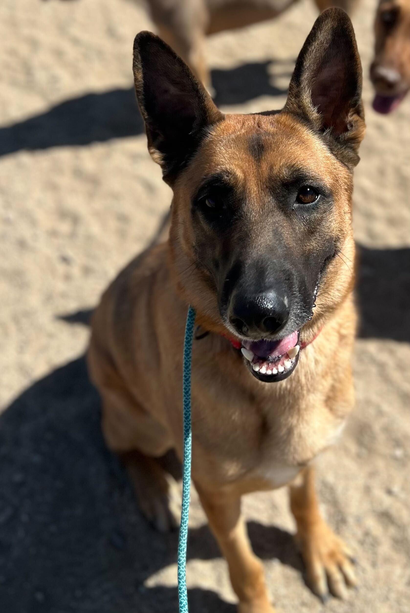 Bodhi, a Adoptable mixed breed in Los Angeles, CA image 5/5