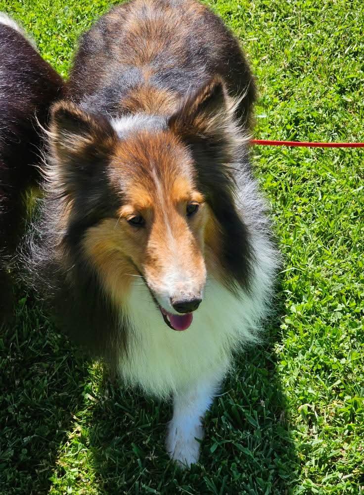 Enlarge Sully- $100 of adoption fee sponsored, a Adopted Shetland Sheepdog / Sheltie in New Albany, IN image 3/4
