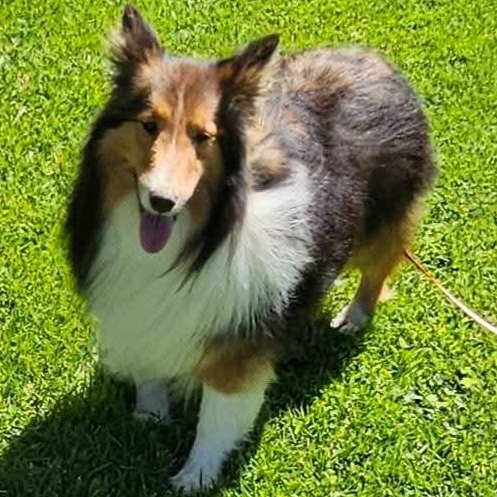 Sully- $100 of adoption fee sponsored, Adopted, Adult Male Shetland Sheepdog / Sheltie.