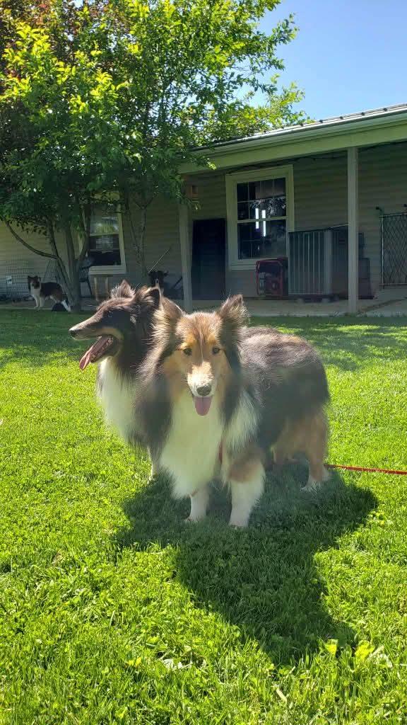 Enlarge Sully- $100 of adoption fee sponsored, a Adopted Shetland Sheepdog / Sheltie in New Albany, IN image 2/4