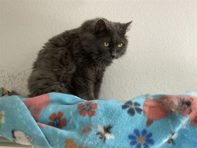 Enlarge NORA, a Adoptable Domestic Long Hair in Aurora, CO image 1/1