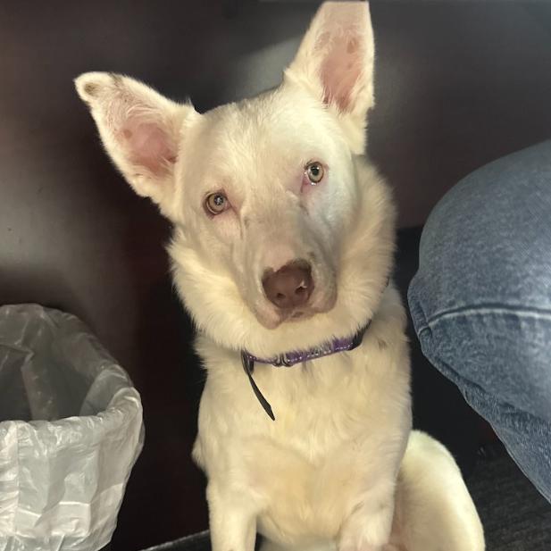 Flint, Adoptable, Young Male Australian Cattle Dog / Blue Heeler & Australian Cattle Dog / Blue Heeler.