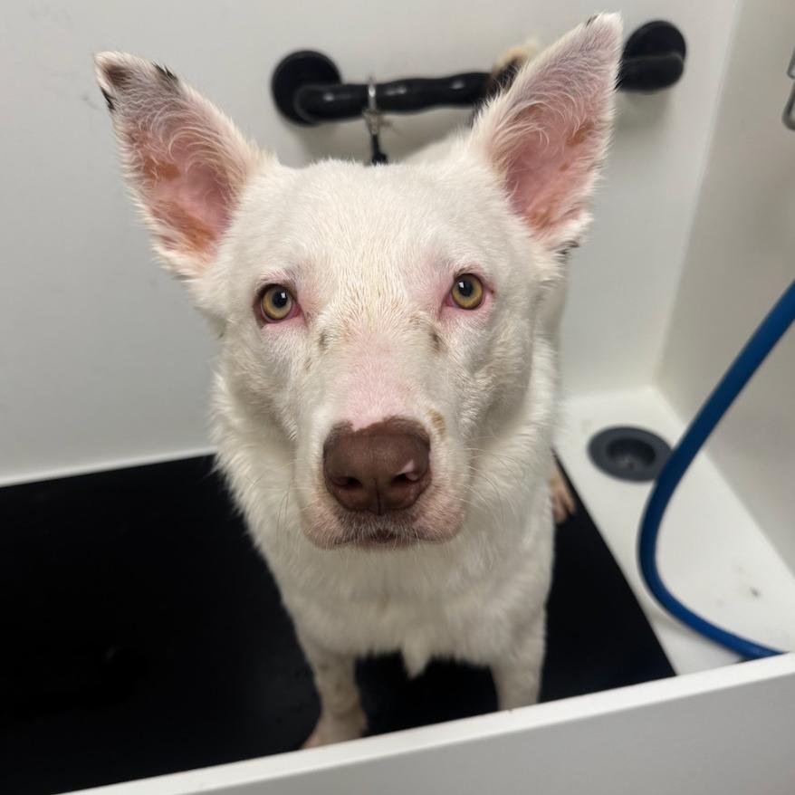 Enlarge Flint, a Adoptable mixed breed in Fayetteville, AR image 3/5