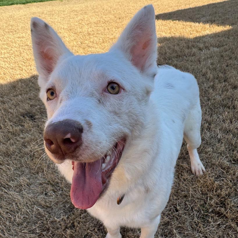 Enlarge Flint, a Adoptable mixed breed in Fayetteville, AR image 4/5