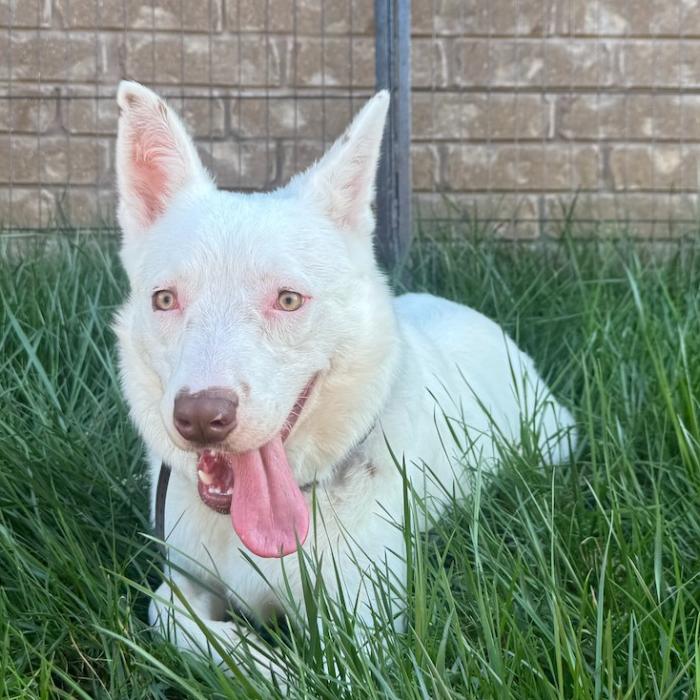 Enlarge Flint, a Adoptable mixed breed in Fayetteville, AR image 5/5