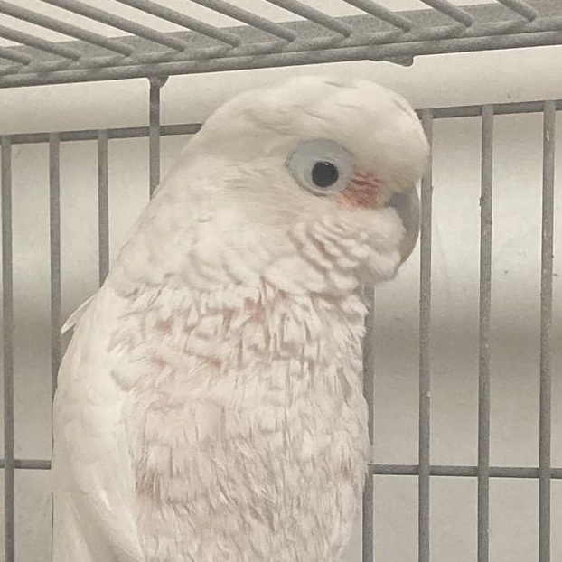 Enlarge Sydney, a Adoptable Cockatoo in Warwick, RI image 1/2
