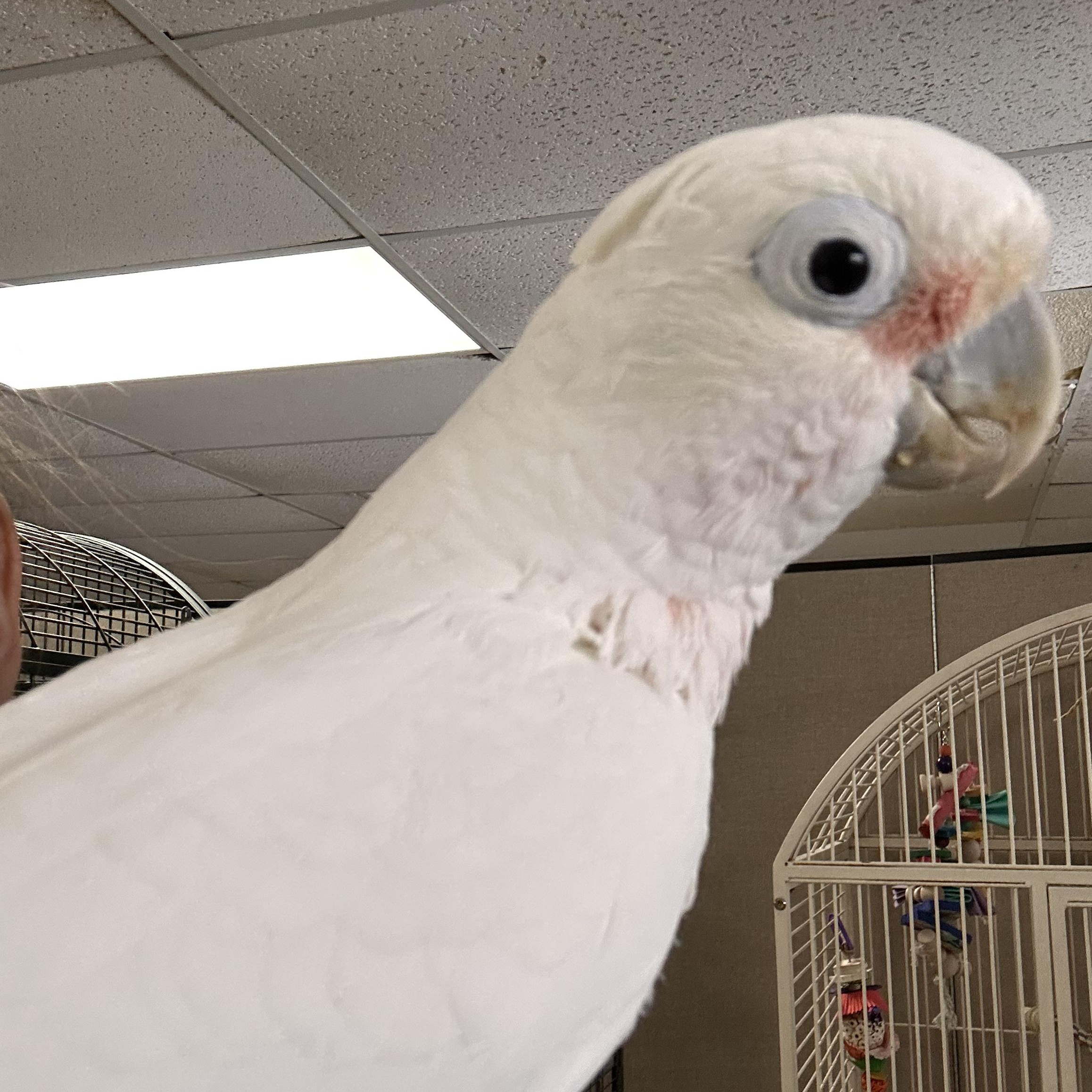 Enlarge Sydney, a Adoptable Cockatoo in Warwick, RI image 2/2