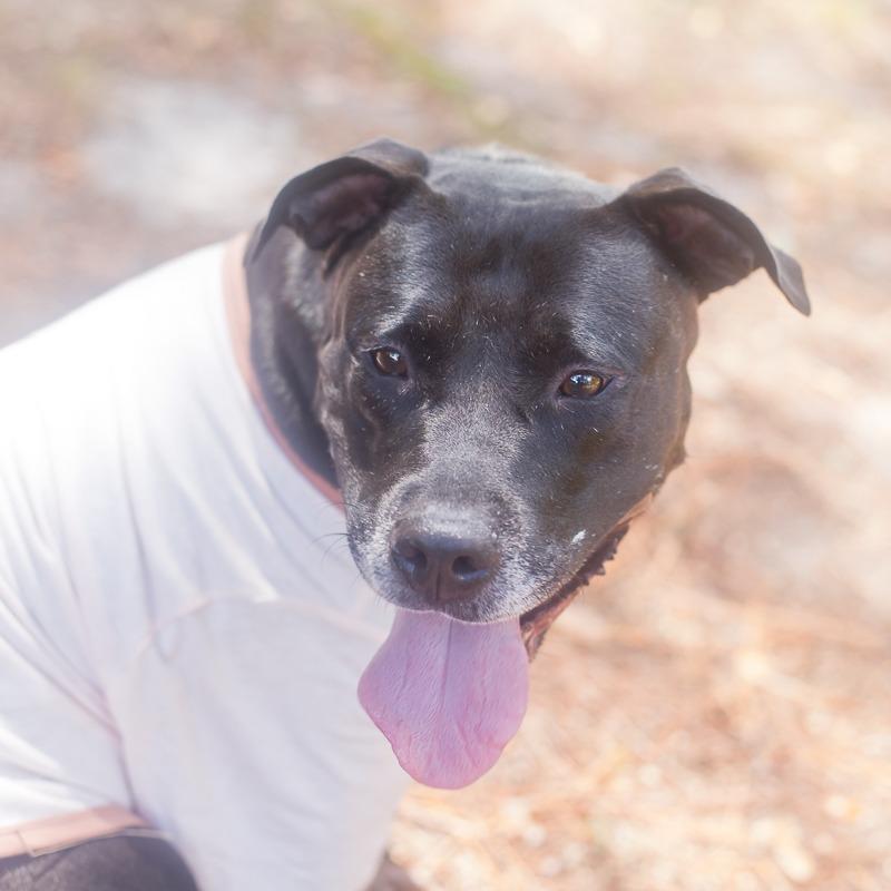 Enlarge Katherine, a Adoptable mixed breed in Melrose, FL image 1/6