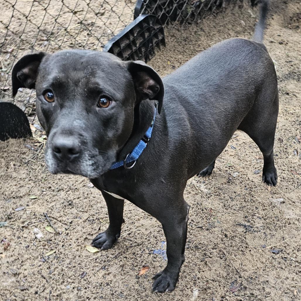 Enlarge Katherine, a Adoptable mixed breed in Melrose, FL image 2/6