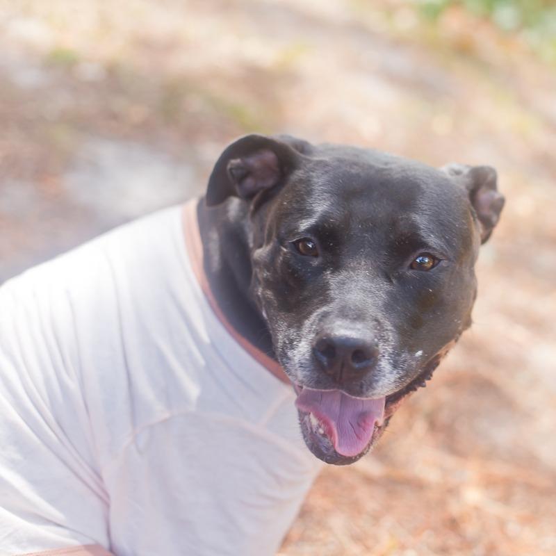 Enlarge Katherine, a Adoptable mixed breed in Melrose, FL image 3/6