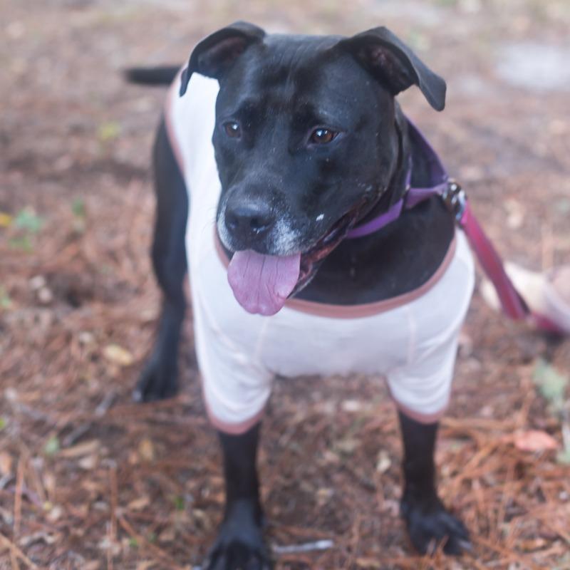 Enlarge Katherine, a Adoptable mixed breed in Melrose, FL image 4/6