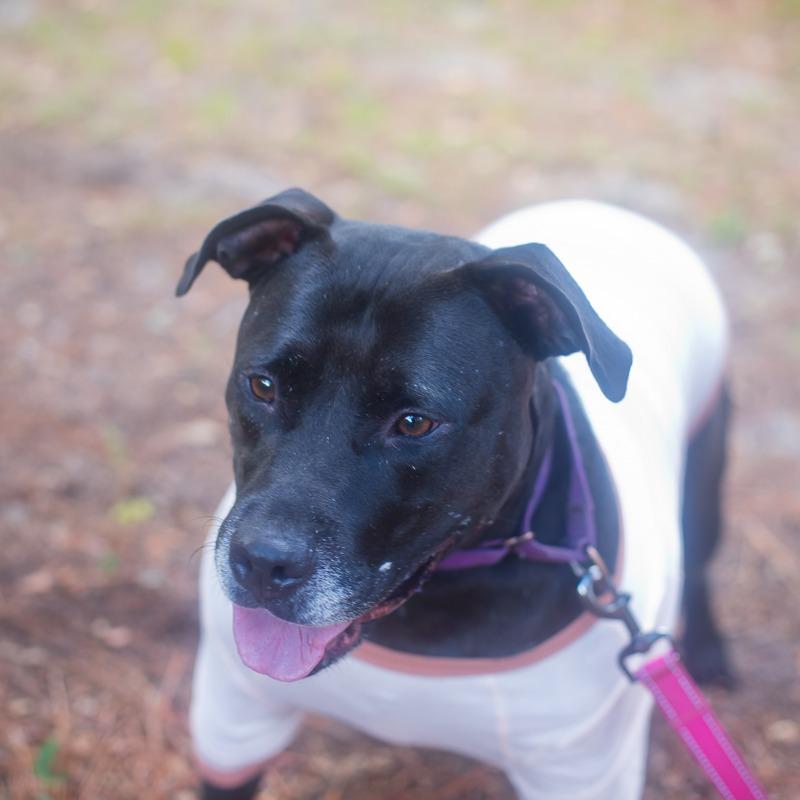 Enlarge Katherine, a Adoptable mixed breed in Melrose, FL image 5/6