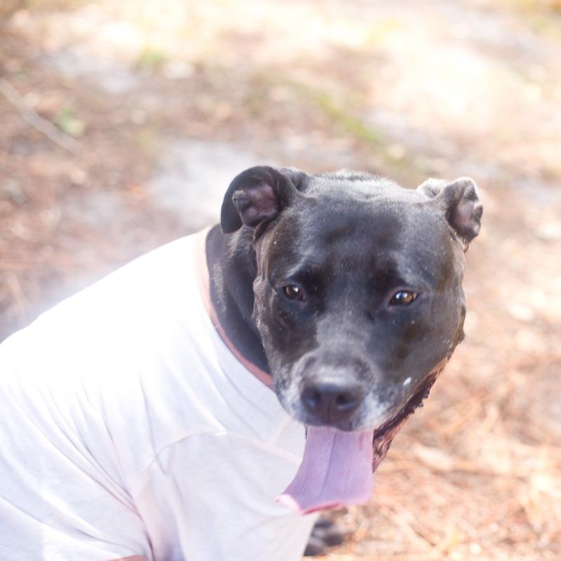 Enlarge Katherine, a Adoptable mixed breed in Melrose, FL image 6/6