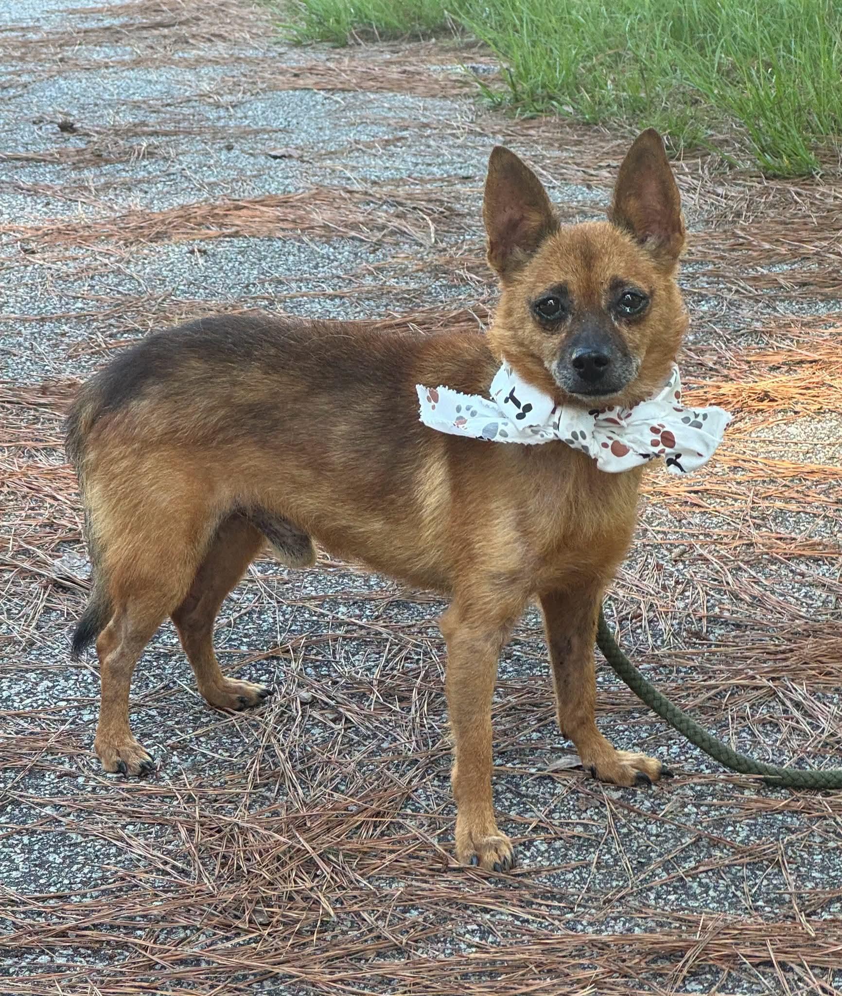 Liam, ADOPTABLE, Adult Male Mixed Breed.