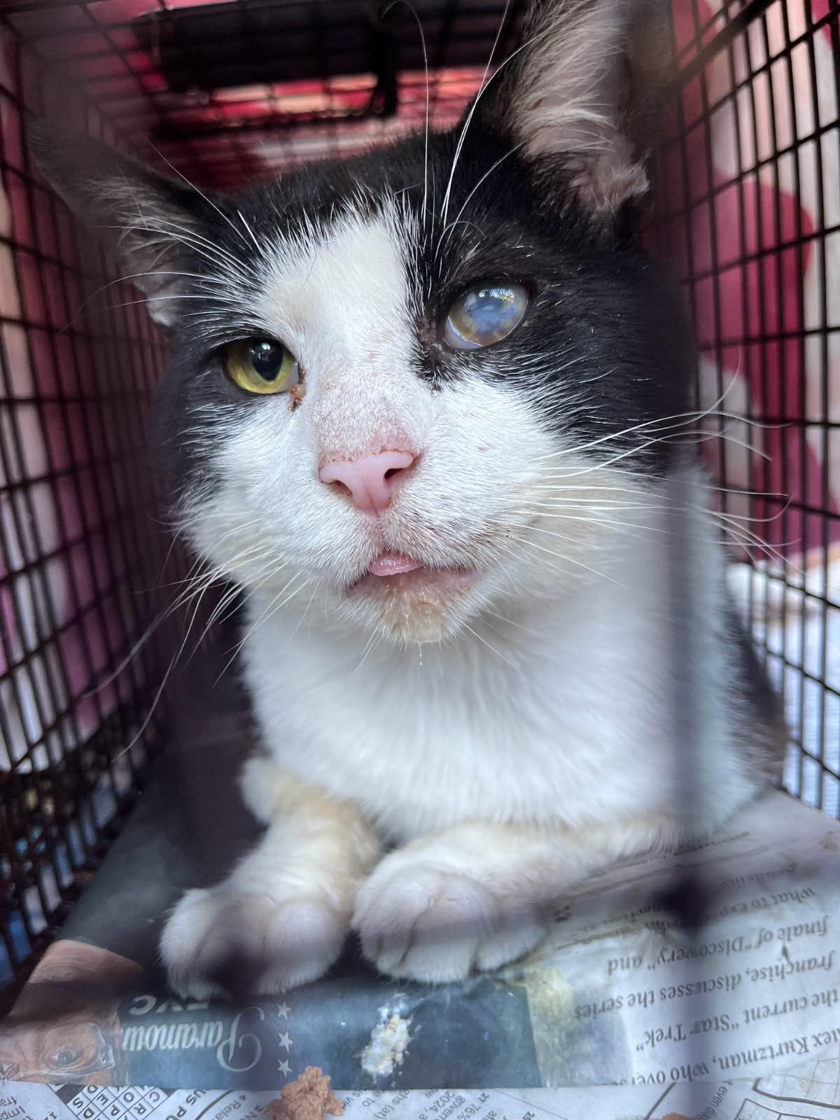 Dion-Ultimate Lovebug!, Adult Male Domestic Short Hair