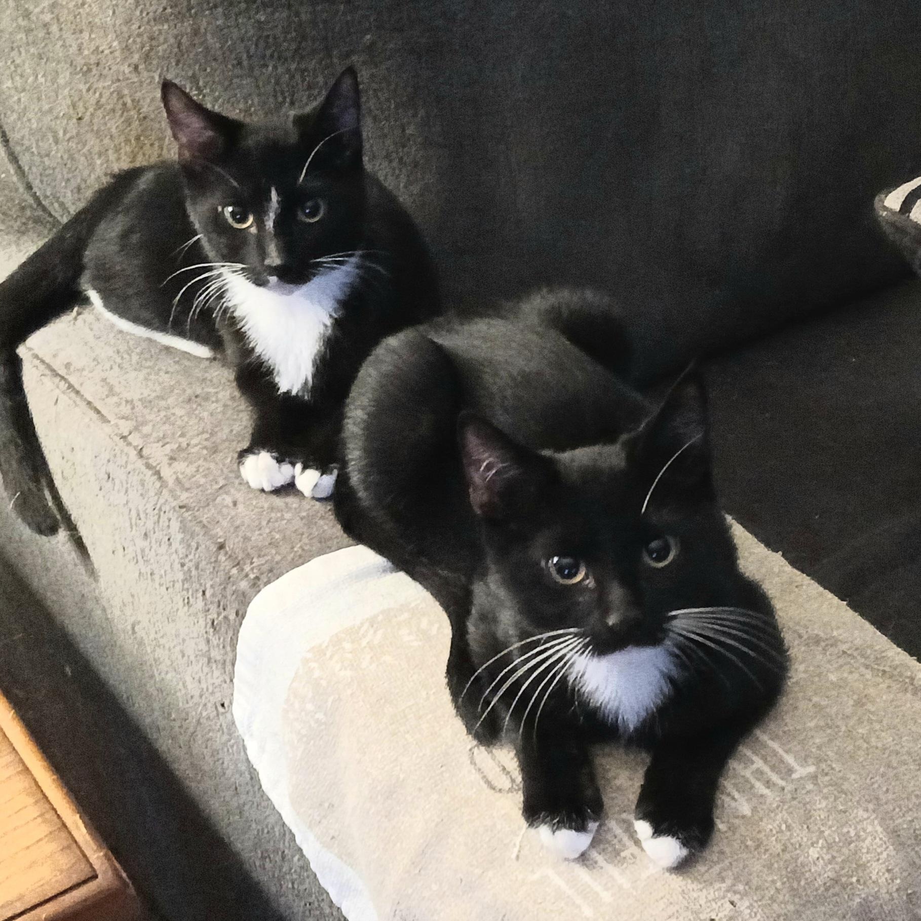 Rudolph, ADOPTABLE, Young Male Tuxedo.