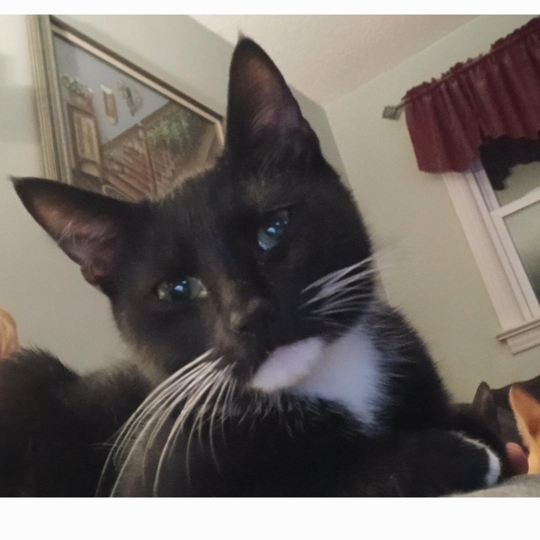 Enlarge Rudolph, a ADOPTABLE Tuxedo in Maple Shade, NJ image 2/6