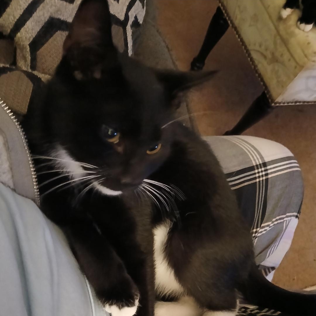 Enlarge Rudolph, a ADOPTABLE Tuxedo in Maple Shade, NJ image 3/6