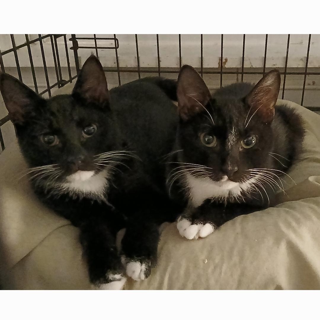 Enlarge Rudolph, a ADOPTABLE Tuxedo in Maple Shade, NJ image 4/6