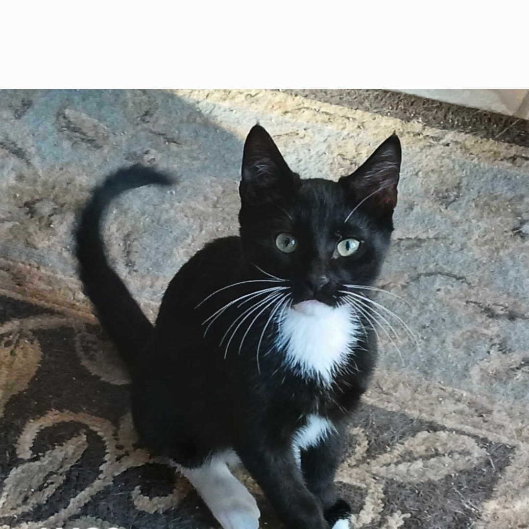 Enlarge Rudolph, a ADOPTABLE Tuxedo in Maple Shade, NJ image 5/6