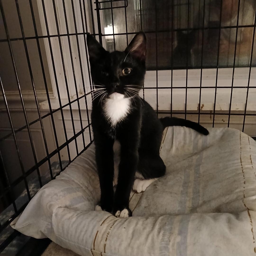 Enlarge Rudolph, a ADOPTABLE Tuxedo in Maple Shade, NJ image 6/6