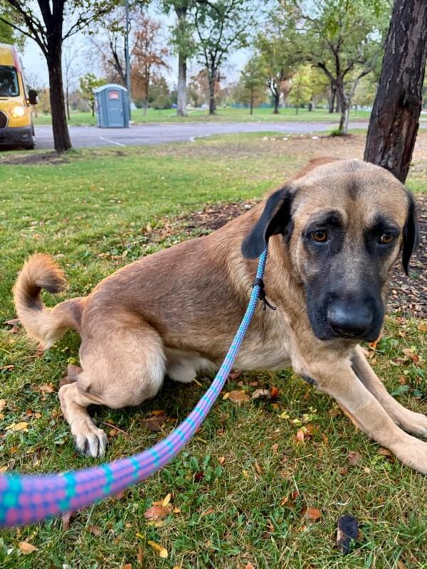 Enlarge Judge, a Adoptable mixed breed in Parker, CO image 3/3