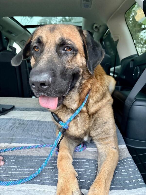 Enlarge Judge, a Adoptable mixed breed in Parker, CO image 2/3