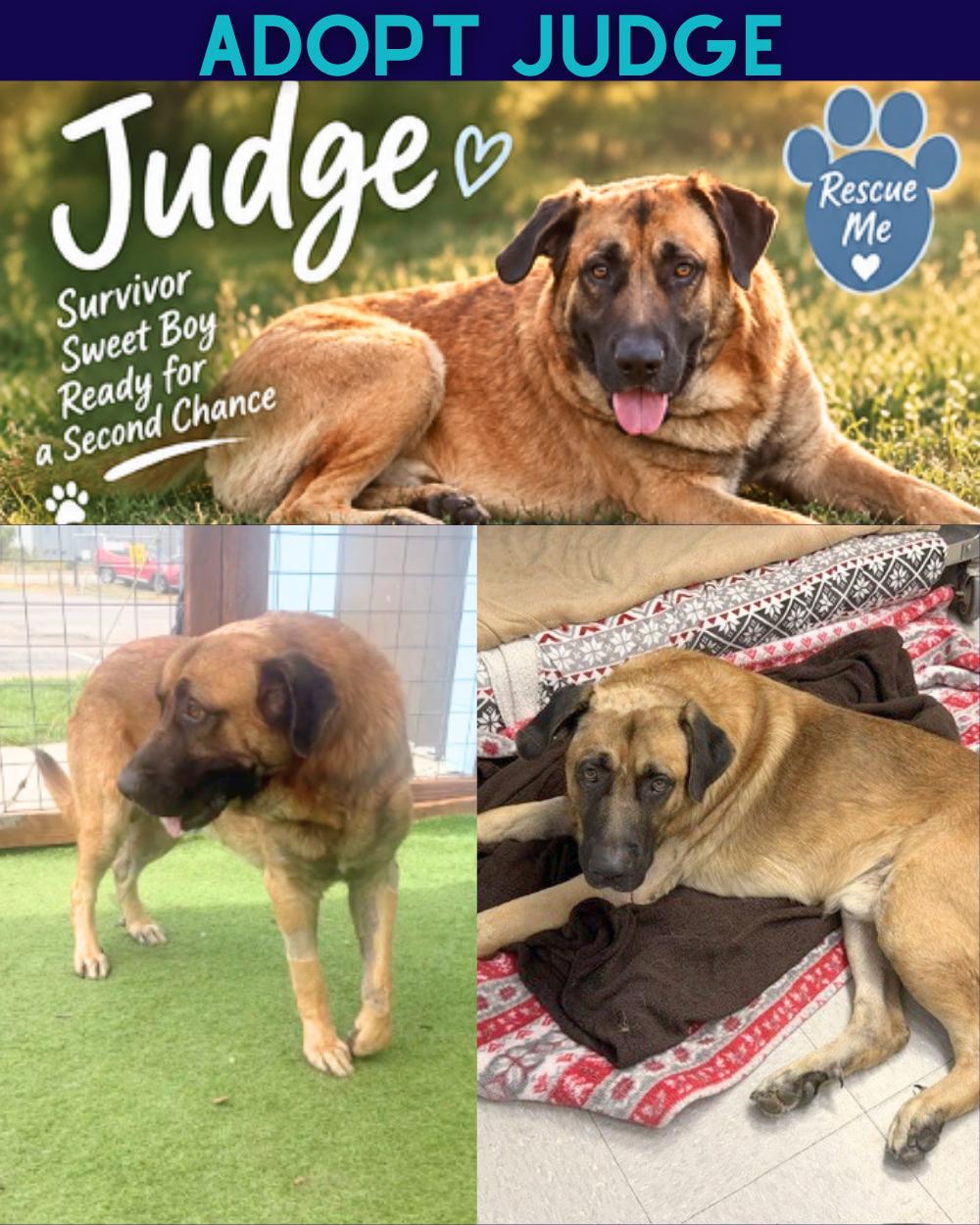 Judge, Adoptable, Adult Male Mastiff & Anatolian Shepherd.