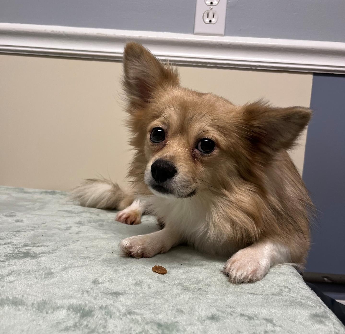 Caramello thumbnail 2