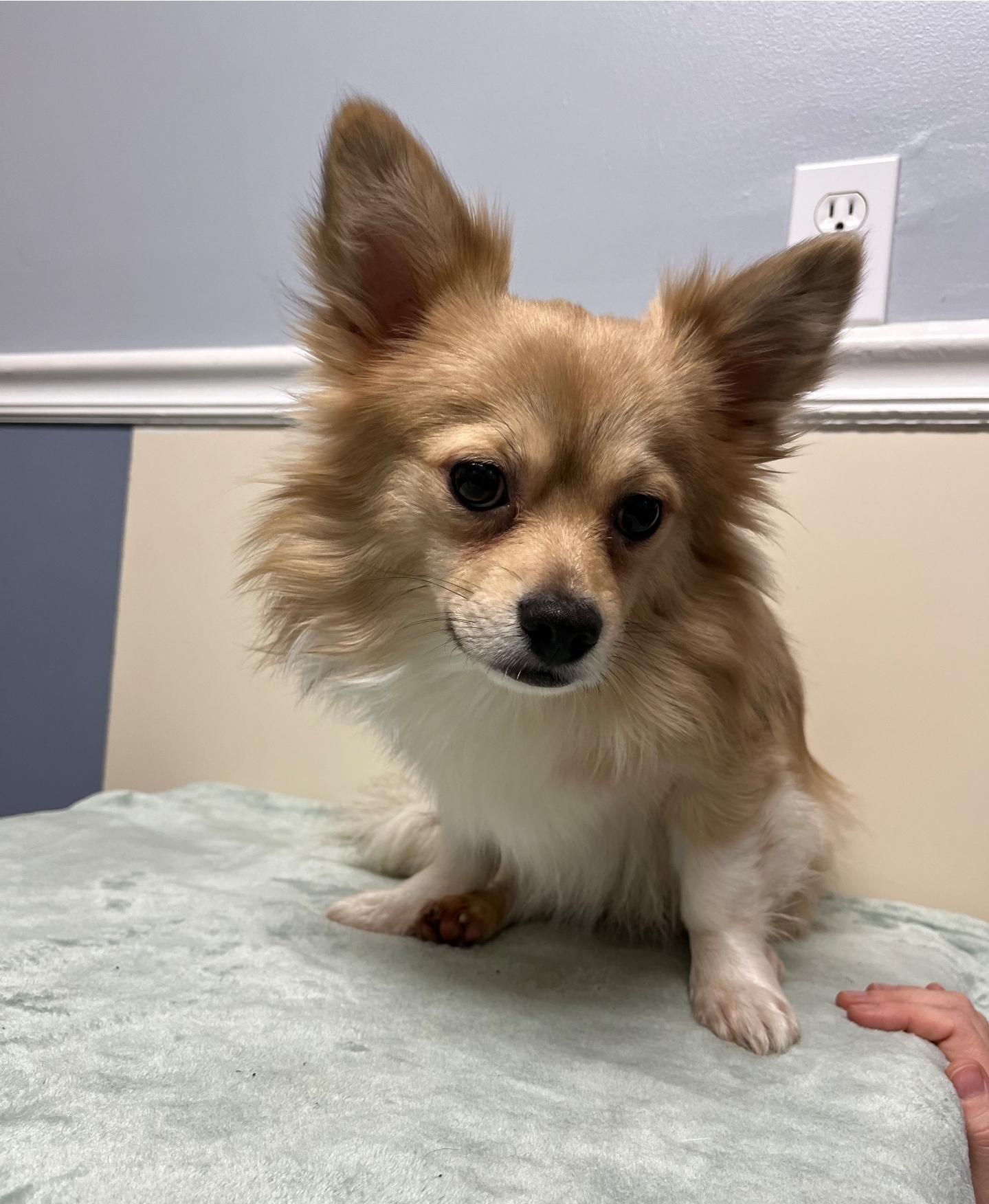 Caramello thumbnail 3