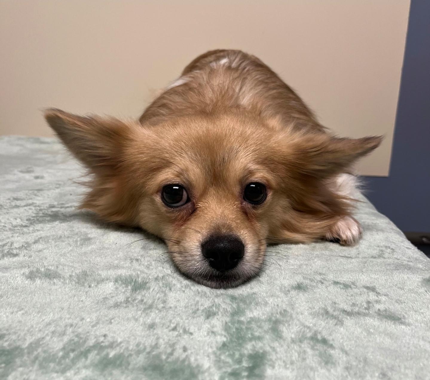 Caramello thumbnail 4