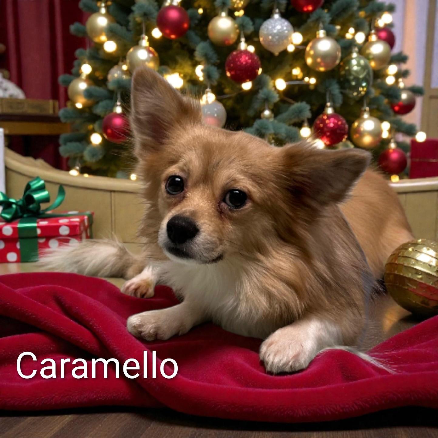 Caramello thumbnail 5